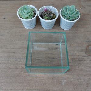 Chậu trồng cây bằng kính thủy tinh kích thước 10x10x6 cm