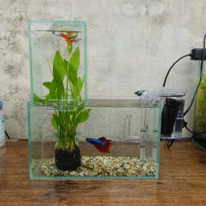 Set bể cá 24 úp ngược 7 món (bể 24, bể 10, 2 ghim, sỏi nền, máy lọc, hũ thủy tinh kèm phân nền, lan nước)