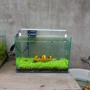 Set bể cá 35 cm với 6 món (bể 35cm, máy lọc, 2kg sỏi nền, 2kg phân nền, hạt giống, phụ kiện sứ to, chưa có đèn)