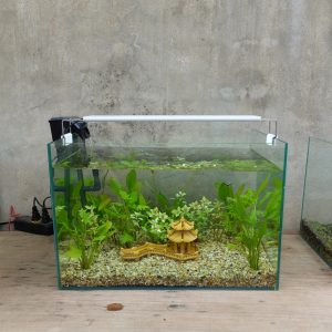 Set bể cá 35 cm với 6 món (bể 35cm, máy lọc, 2kg sỏi nền, 1.5kg phân nền, 3 cây thủy sinh, phụ kiện sứ to, chưa có đèn)