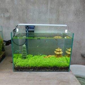Set bể cá 40 cm với 7 món (bể, máy lọc, 2kg sỏi nền, 2kg phân nền, hạt giống, phụ kiện sứ to và nhỏ, chưa có đèn)