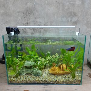Set bể cá 50 cm với 7 món (bể, máy lọc, 4kg sỏi nền, 3kg phân nền, 4 cây thủy sinh, 2 phụ kiện sứ to, chưa có đèn)